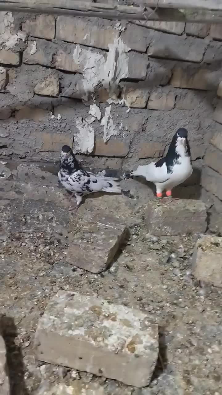 کفتر|پرنده|شیراز, رکن‌آباد|دیوار