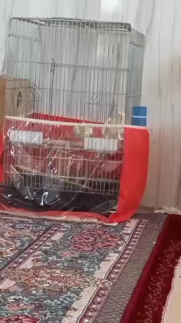 یک جفت عروس هلندی لوتینو|پرنده|مرودشت, بیست متری بیمارستان|دیوار