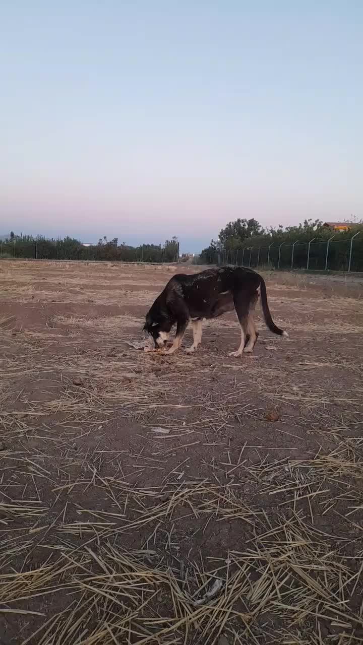 واگزاری ماده عراقی|سگ|مرند, |دیوار