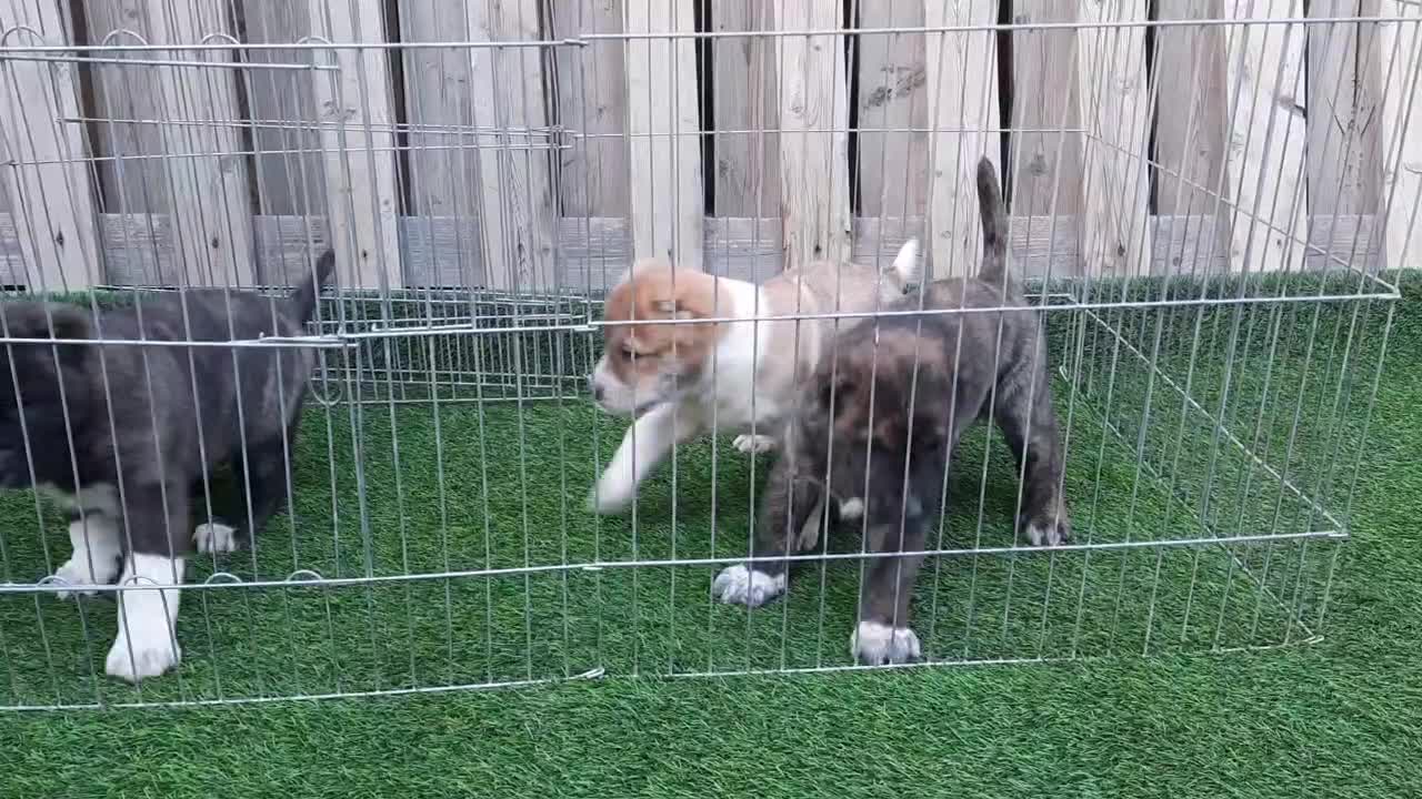 افغان نسل باتور|سگ|بردسیر, |دیوار