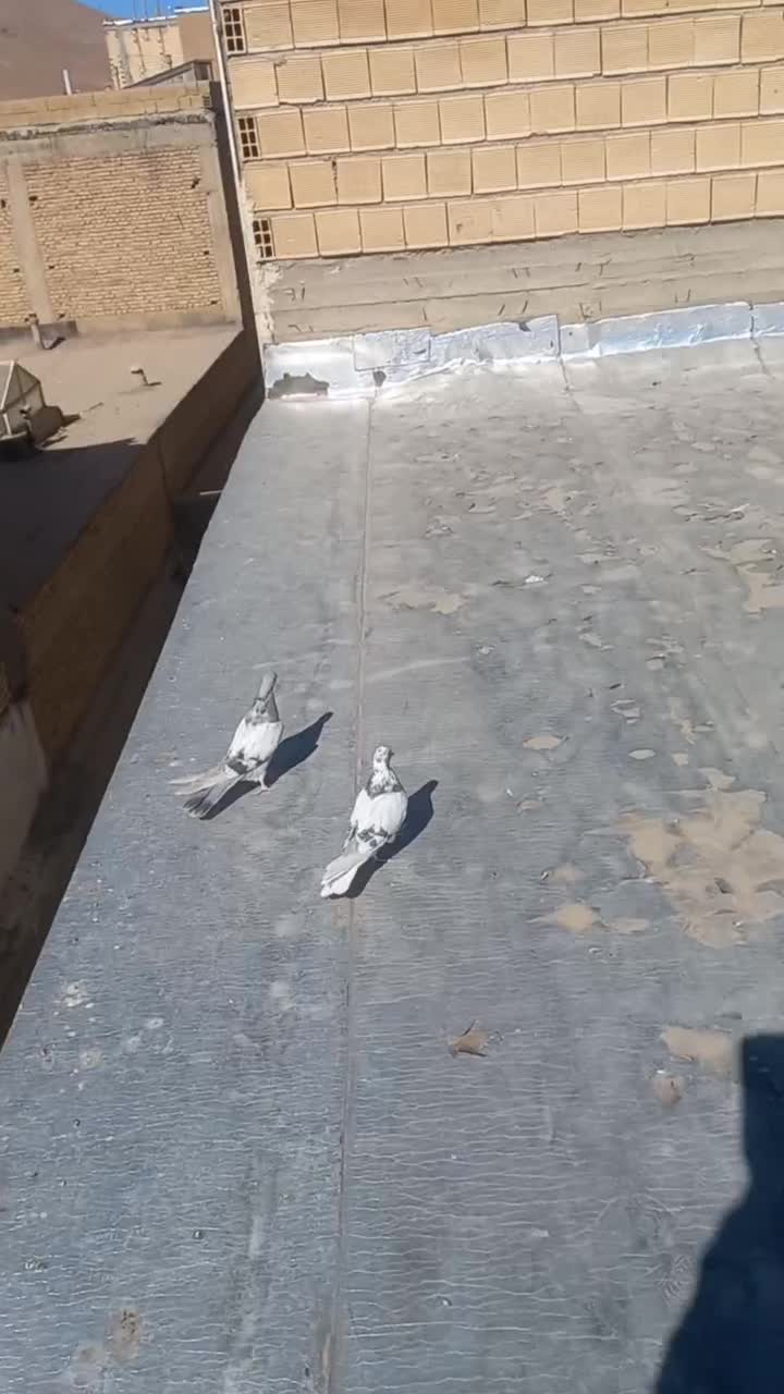 کبوتر پر|پرنده|لاران, |دیوار