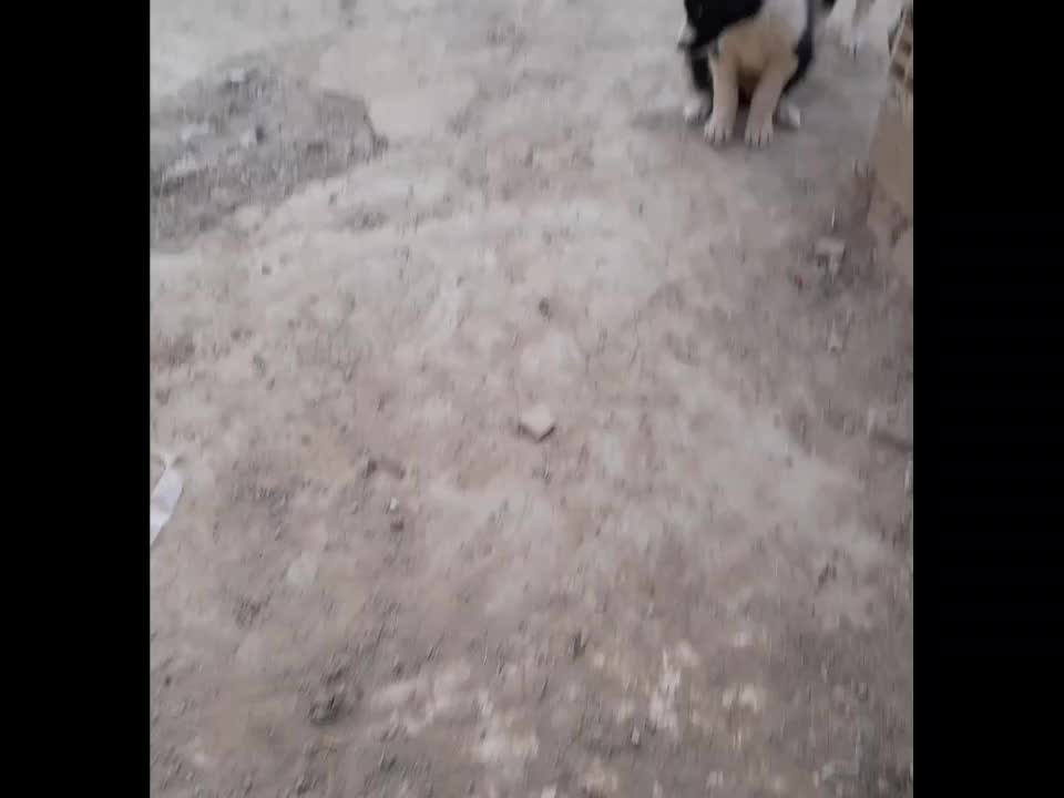 ی جفت توله سگ|سگ|خمینی‌شهر, |دیوار