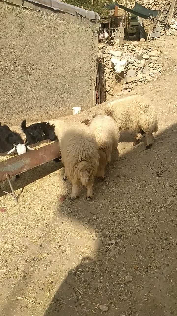 سه عدد بره|حیوانات مزرعه|آبدانان, |دیوار