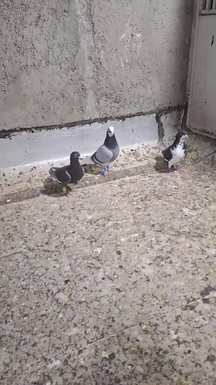 کفتر یا کبوتر|پرنده|شیراز, سعدیه شمالی|دیوار