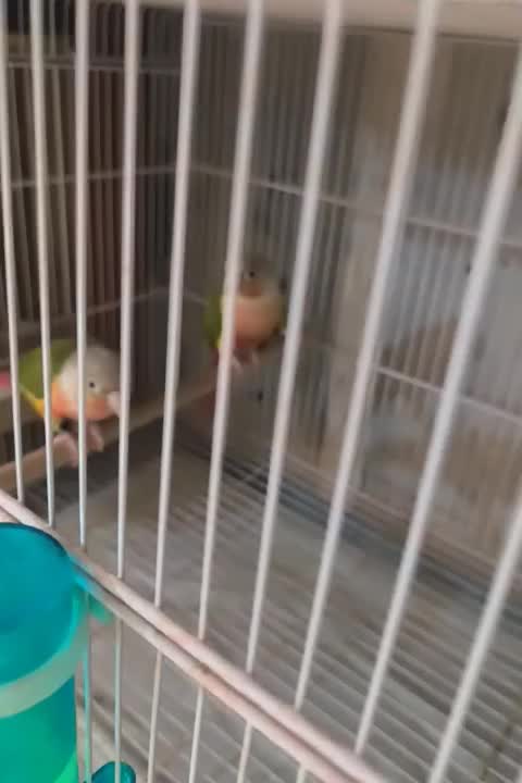 گرین چیک در خرامه|پرنده|خرامه, |دیوار