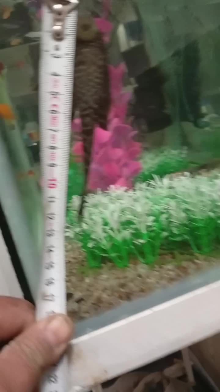 گربه ماهی یا لجن خوار|ماهی|مشهد, تلگرد|دیوار