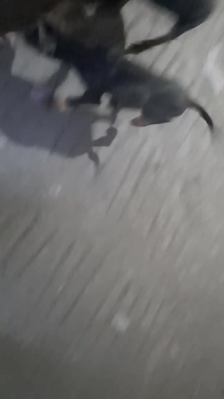 فروش سگ دوبرمن و شیتزو|سگ|کرمانشاه, |دیوار