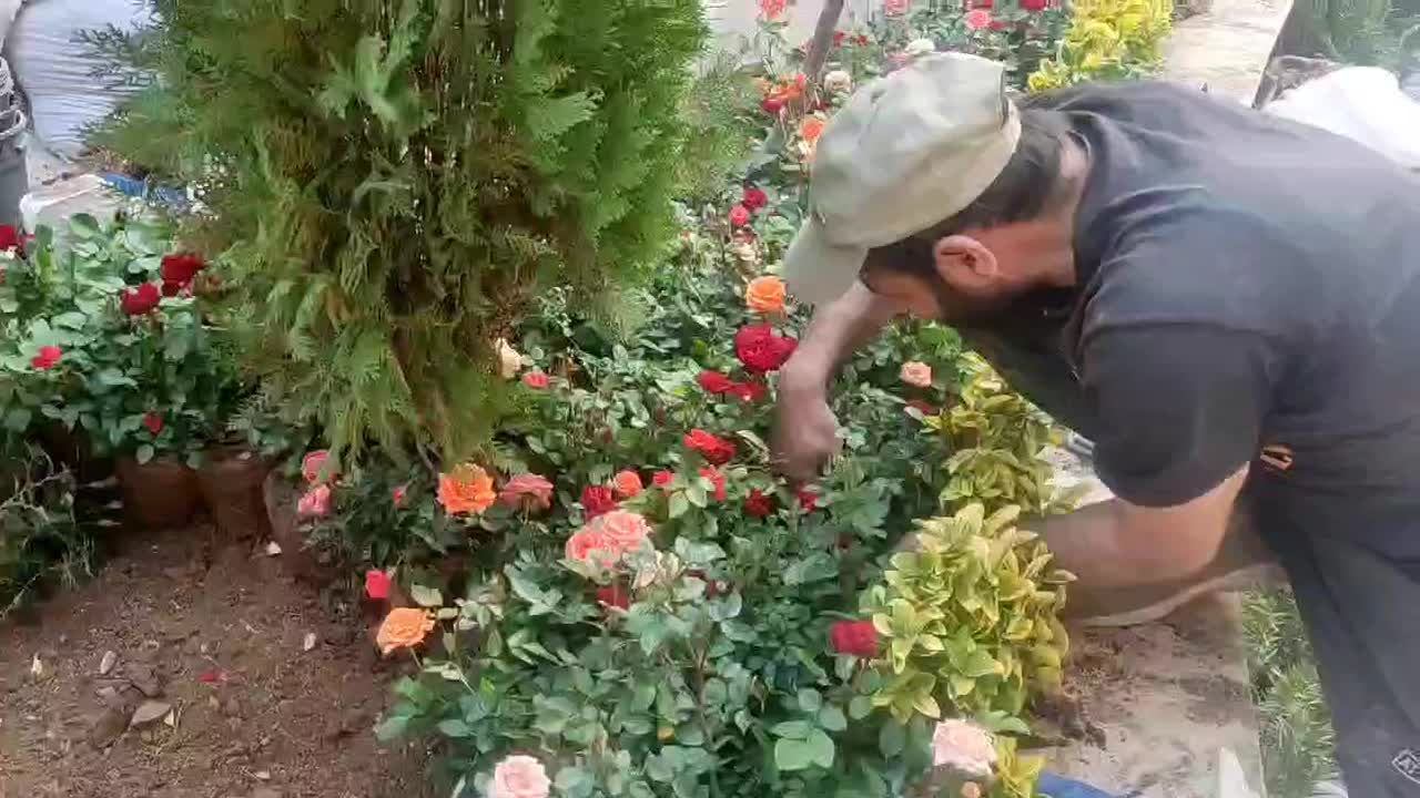 سمپاشی باغبانی کوددهی کاشت گل و گیاه خدمات|خدمات باغبانی و درختکاری|تهران, تجریش|دیوار