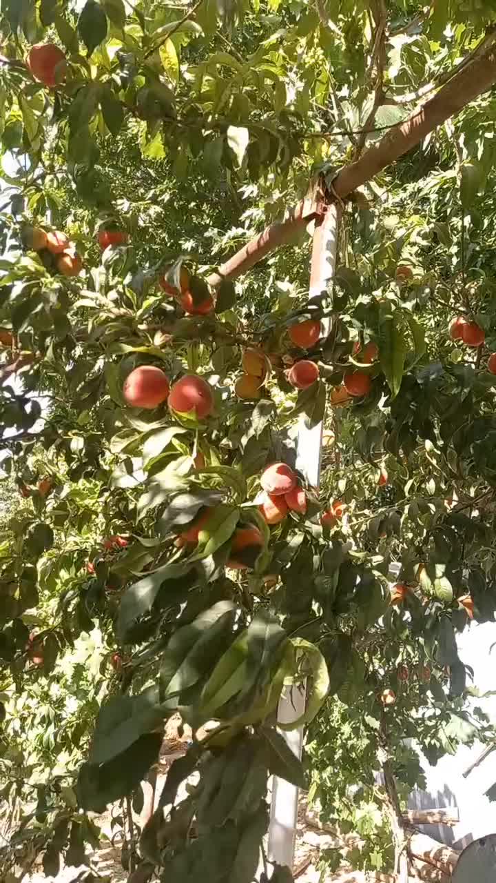 ویلا باغ اجاره ای حسین اباد|اجارهٔ کوتاهمدت ویلا و باغ|بیضا, |دیوار