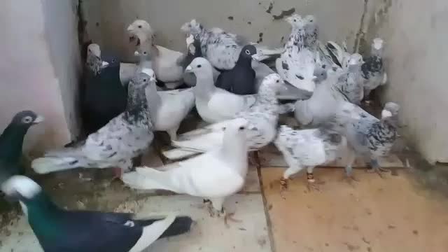 کبوتر رنگی ۳۰عددنروماده گنجه بوری|پرنده|تهران, ارم|دیوار