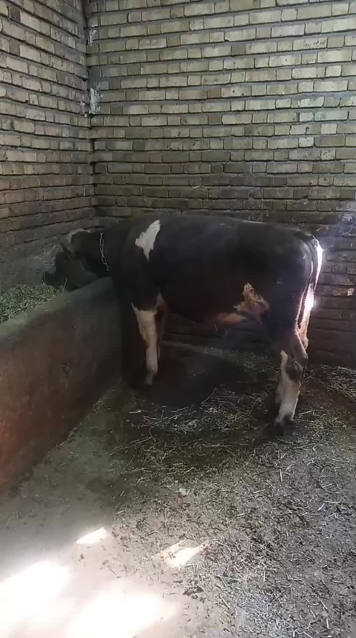 گوساله|حیوانات مزرعه|کلاترزان, |دیوار