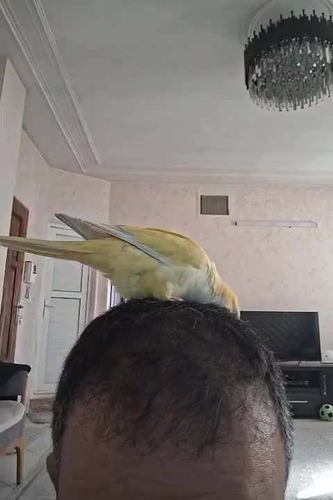 طوطی راهب لوتینو،زرد|پرنده|اسلام‌شهر, شهرک مفیدی|دیوار