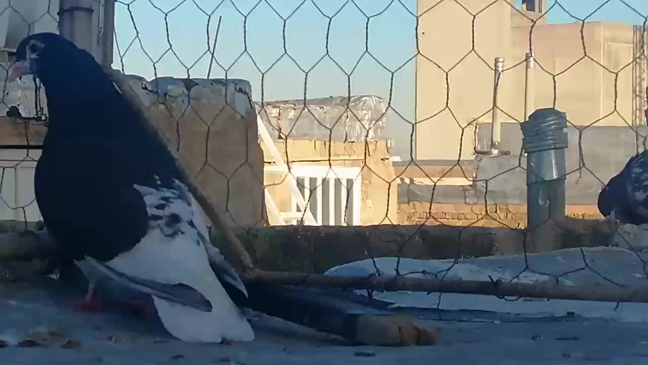 شهری ماده|پرنده|شیراز, کوشک میدان|دیوار