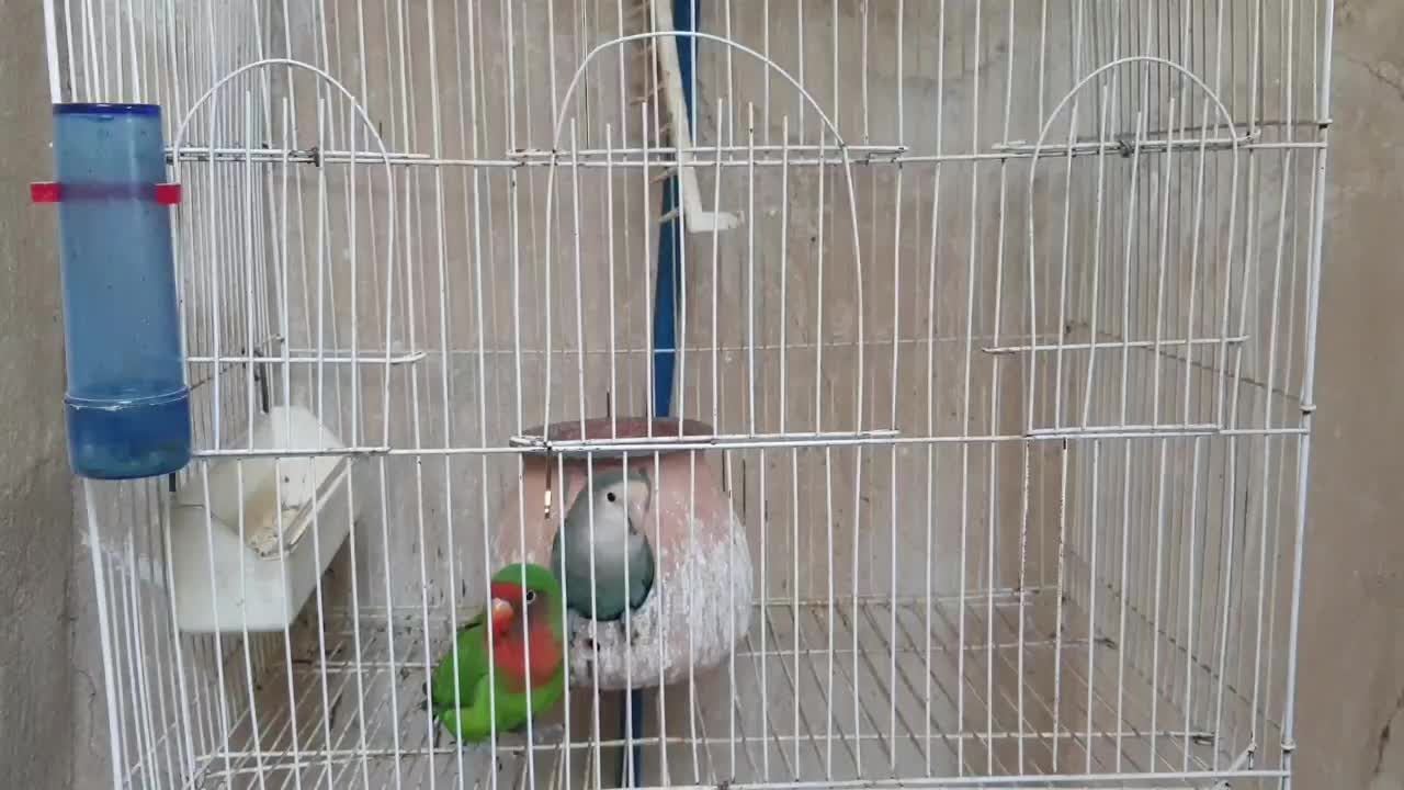 طوطی برزیلی|پرنده|کرمانشاه, |دیوار