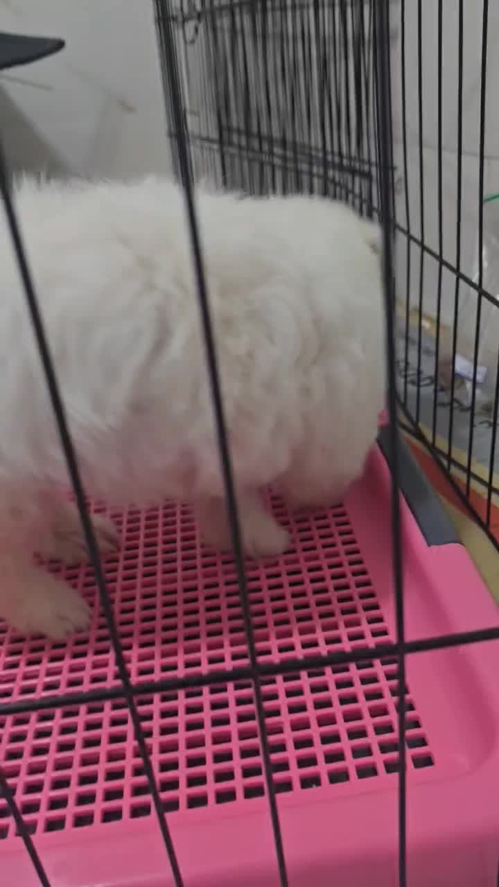 سگ نژاد مالتیز|سگ|کازرون, |دیوار