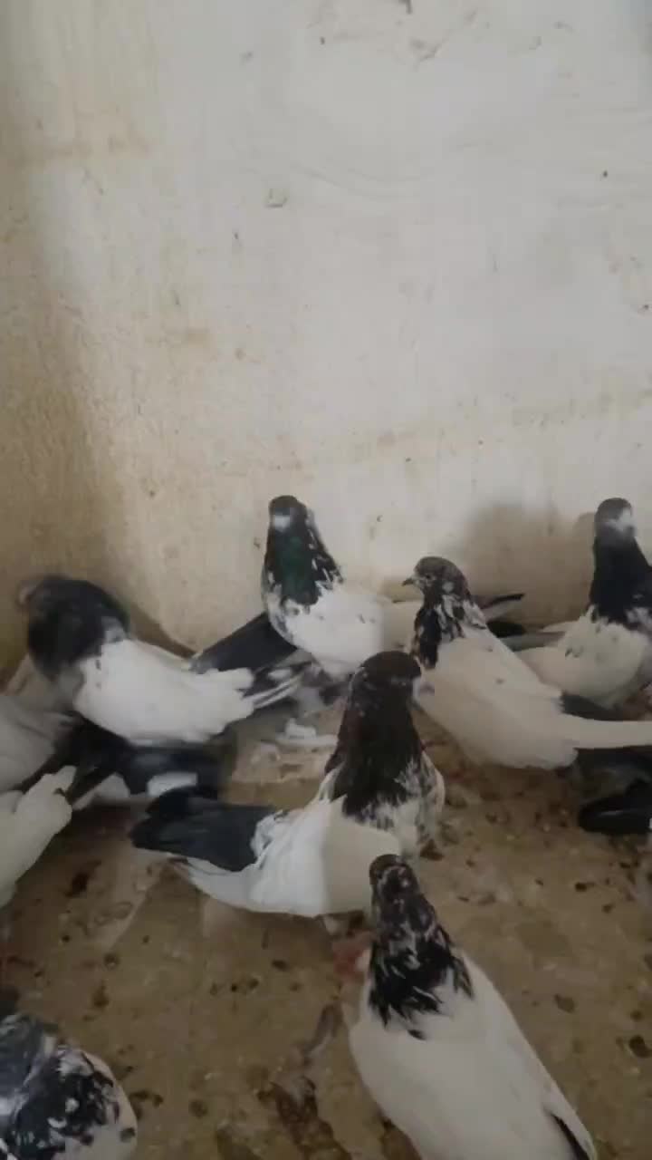 کله دم سیاه|پرنده|ساوه, |دیوار