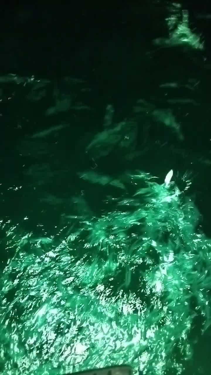 صید ماهی درخلیج فارس|تور و چارتر|بندرلنگه, |دیوار