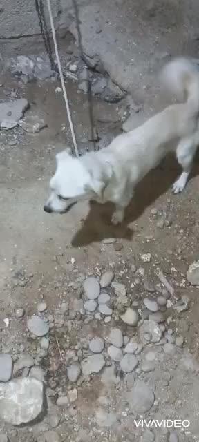 سگ نر پاکوتاه|سگ|بوشهر, |دیوار