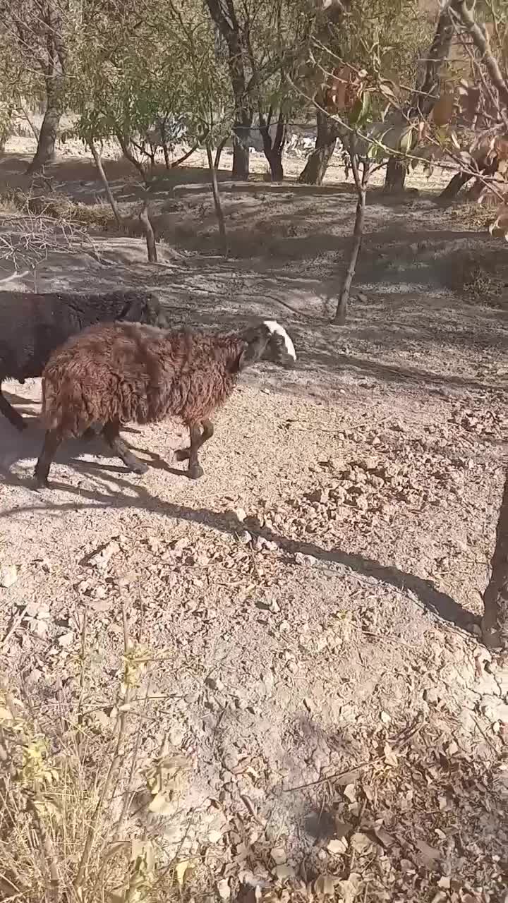 بره نر و ماده همو هترو برای اصلاح نژاد چند قلو زا|حیوانات مزرعه|تفرش, |دیوار