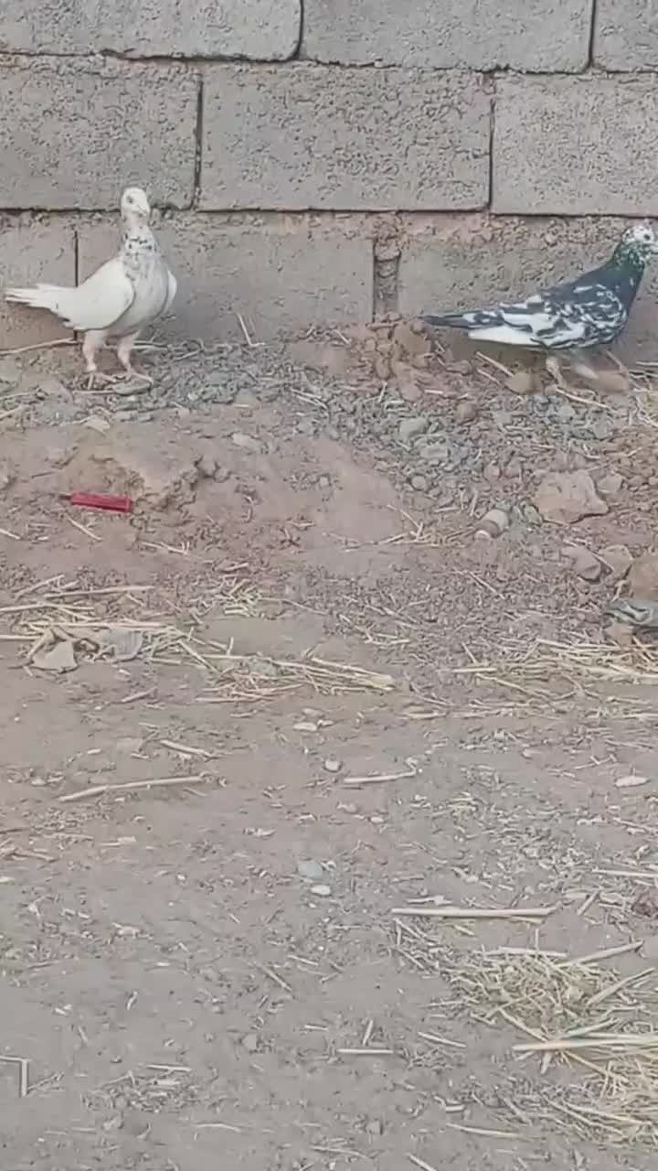 جفت سار نسل قدیم|پرنده|میان ولایت, |دیوار