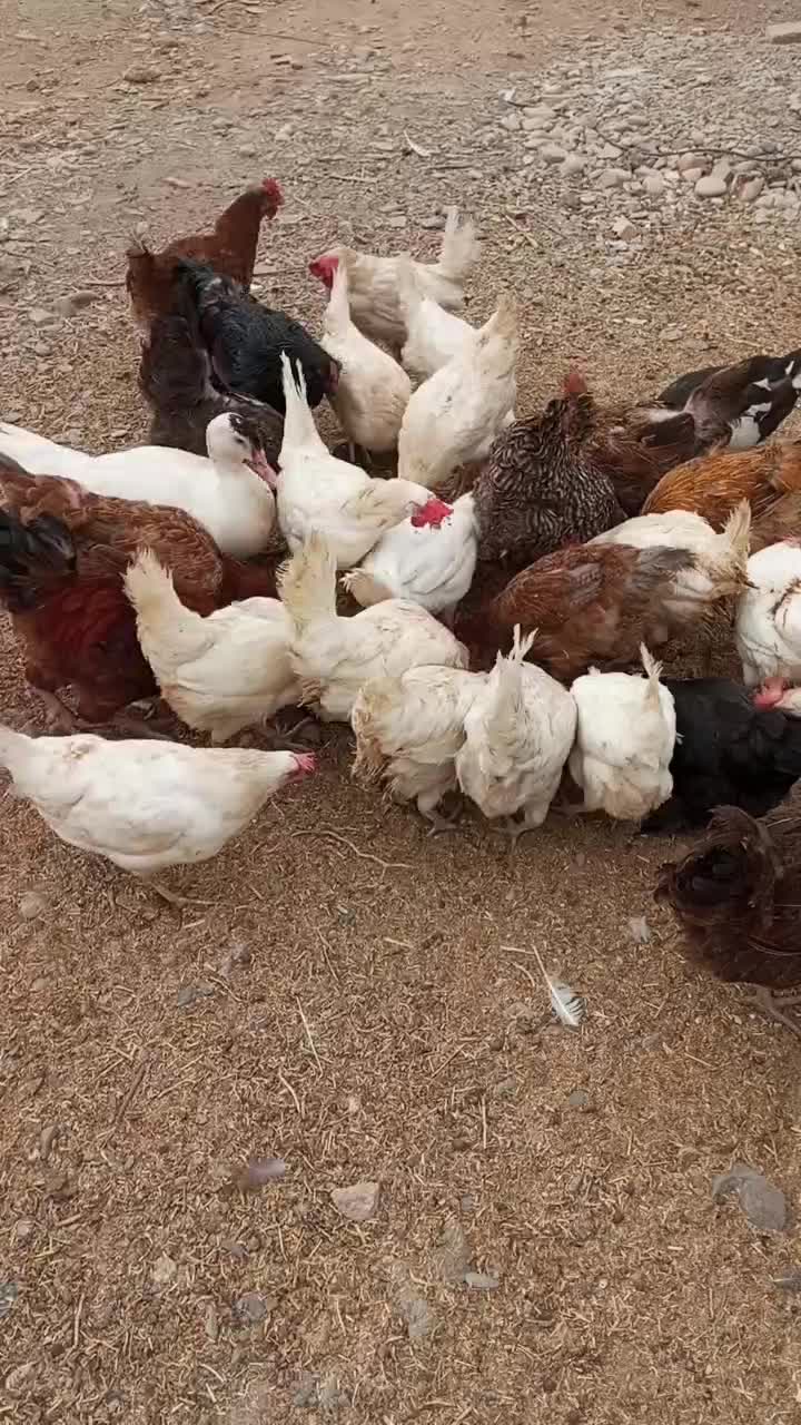 مرغ و خروس و اردک مسکویی..سانن|حیوانات مزرعه|مشهد, چهاربرج|دیوار