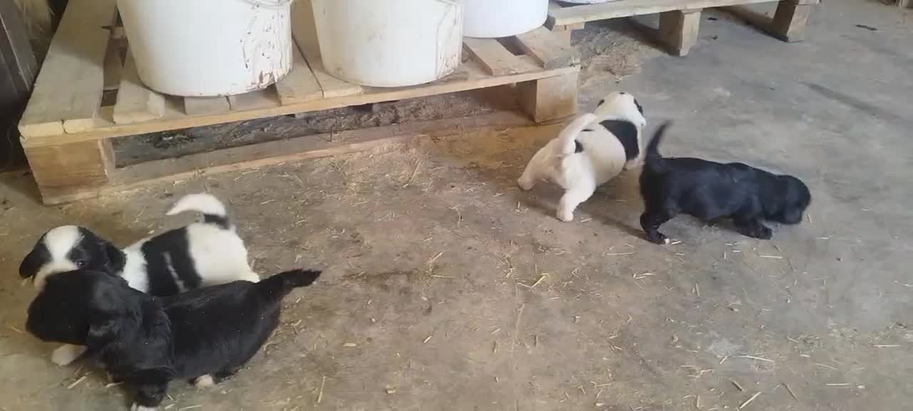 سگ پشمالو|سگ|مسجد سلیمان, |دیوار