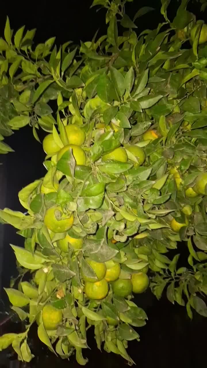 فروش نارنج روی درخت|خوردنی و آشامیدنی|قائم‌شهر, |دیوار