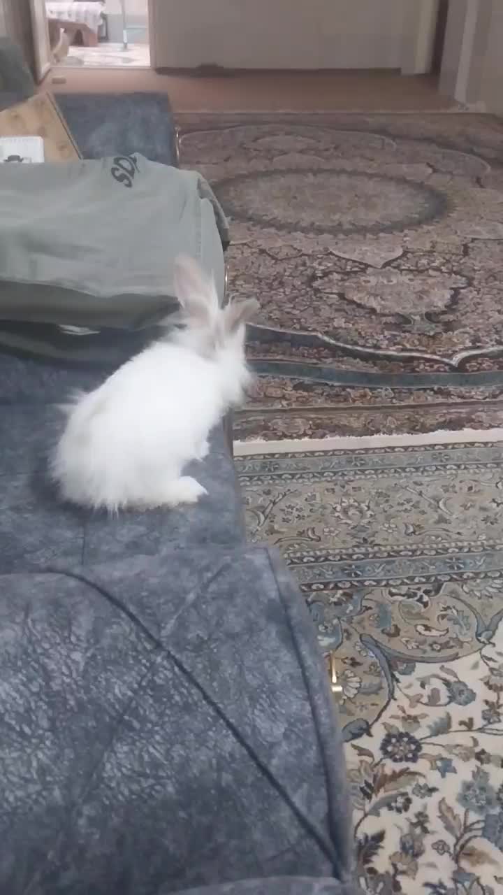 خرگوش جرسی لوپ دستی|موش و خرگوش|یزد, |دیوار