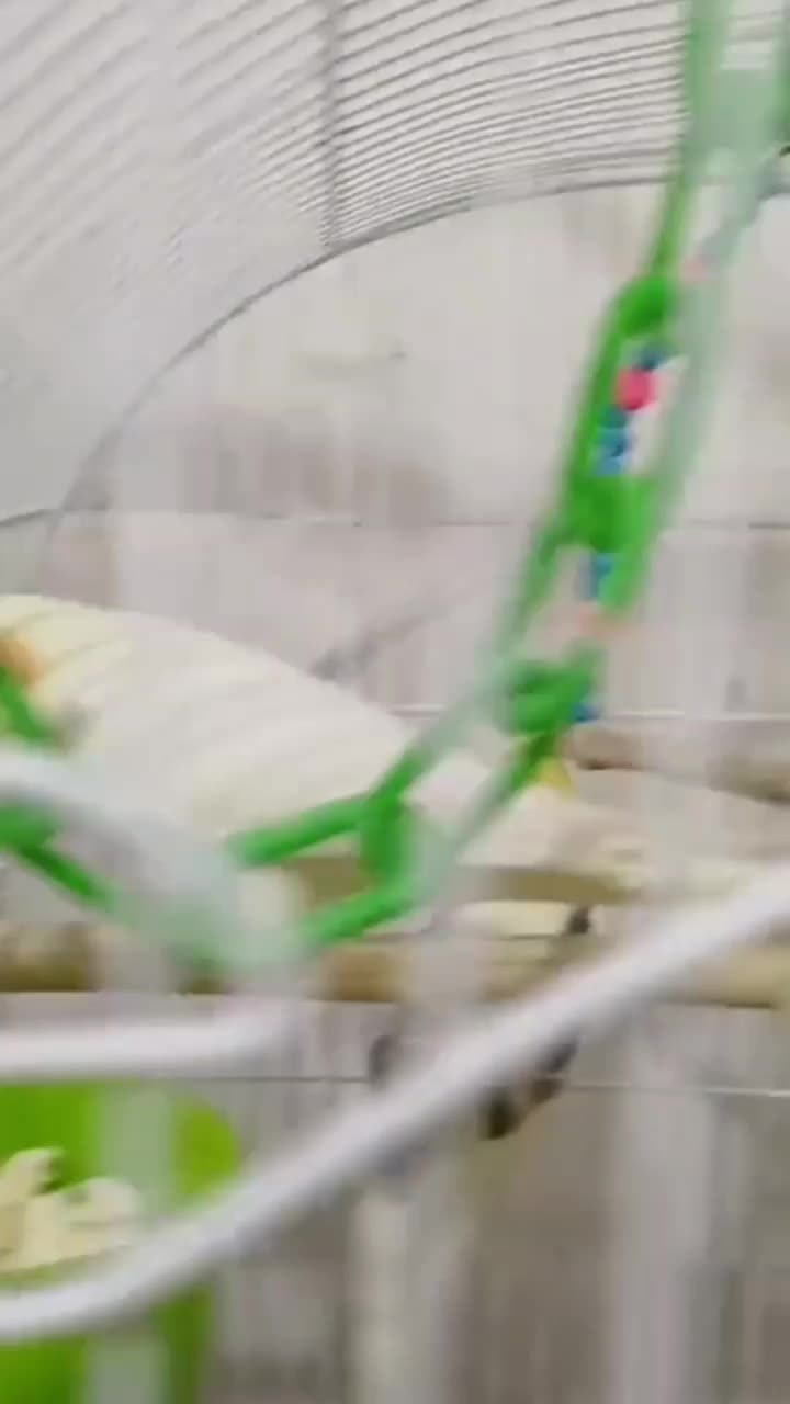 فروش عروس هلندی بالغ|پرنده|لاهیجان, حاجی آباد|دیوار