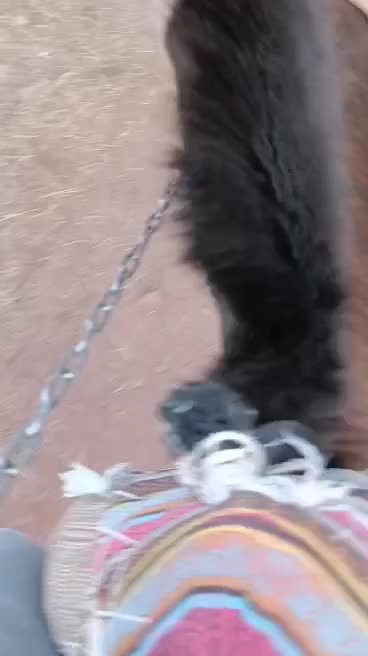 اسب اخته|اسب و تجهیزات اسب‌سواری|طالقان, |دیوار