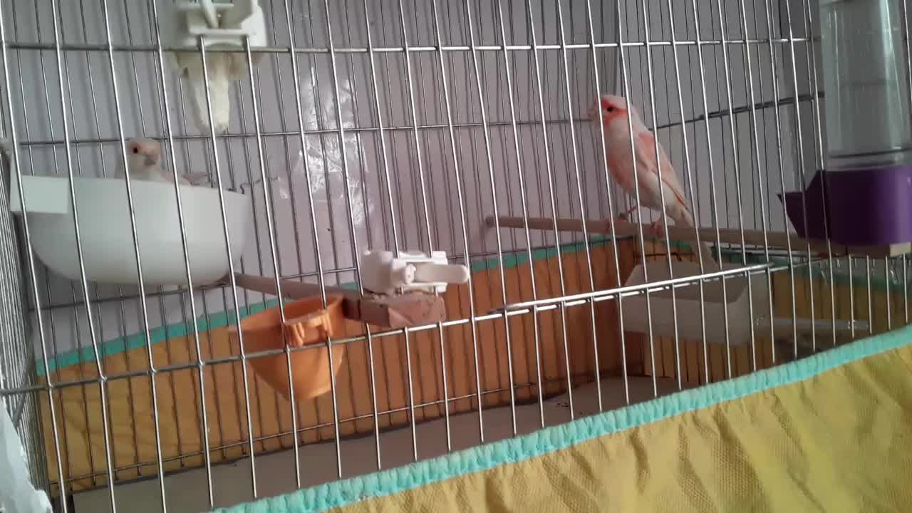 دوجفت قناری سرخ برفکی|پرنده|کاشان, فاز ۲ ناجی آباد|دیوار