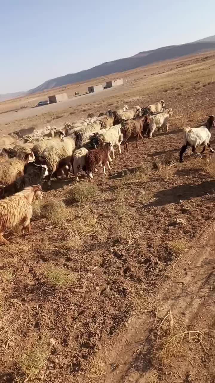 فروش فوری کهره یزدی|حیوانات مزرعه|اصفهان, شهرک صنعتی جی|دیوار