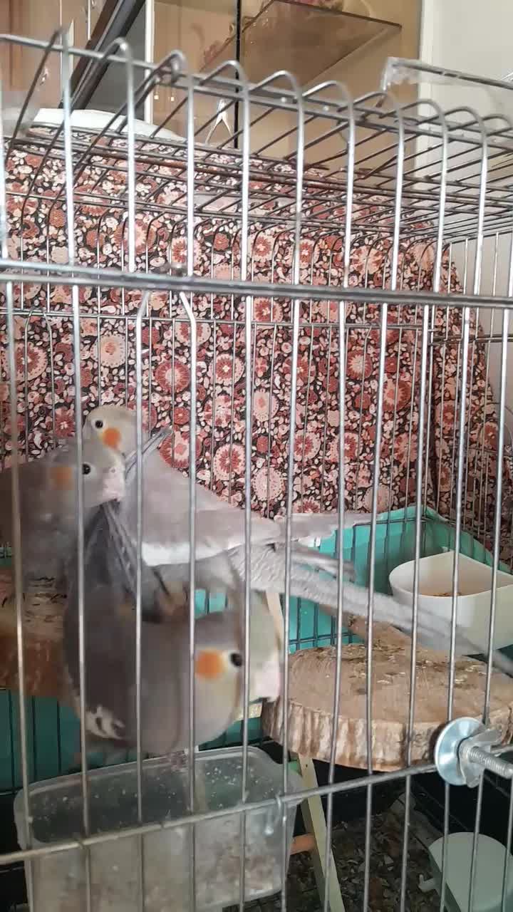 عروس هلندی ۲ماهه|پرنده|قم, پردیسان|دیوار