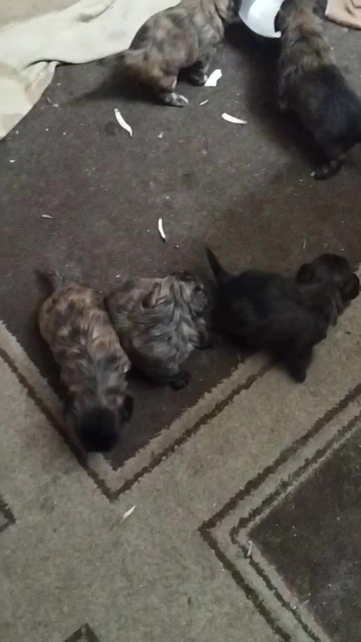 نر یک ساله|سگ|گرگان, |دیوار