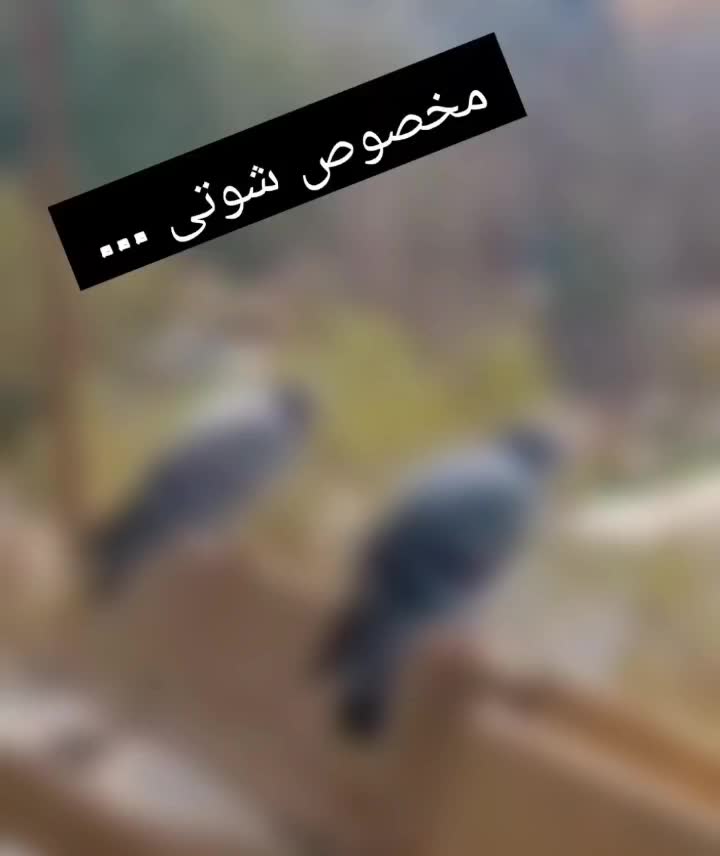 کبوتر پلاکی مسافتی آردن المانی عراق عربستان طوقی|پرنده|تهران, اقدسیه|دیوار