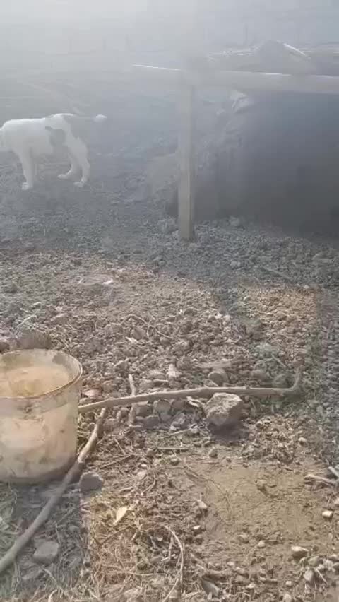 سگ گم شده|حیوانات|تاتار علیا, |دیوار