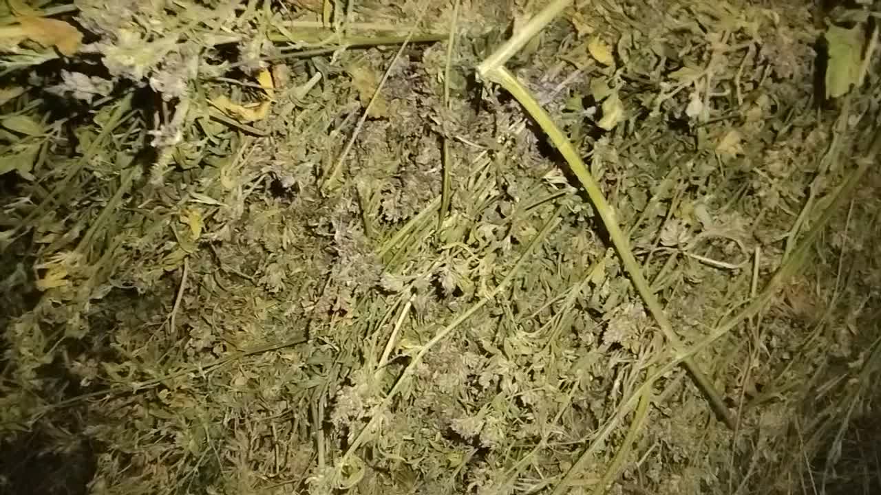 یونجه ودرجه یک|لوازم جانبی حیوانات|اسالم, |دیوار