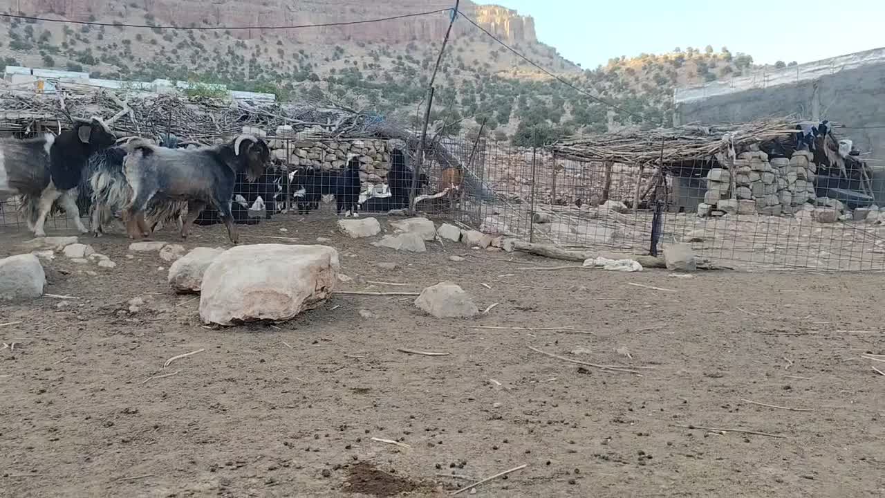 بی،چپش و ساری|حیوانات مزرعه|اندیمشک, |دیوار