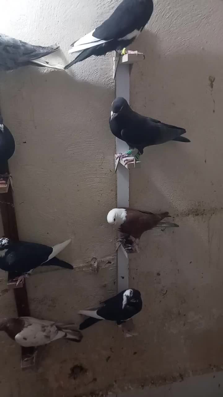 ۱۸تا نر استوره زد خوردی|پرنده|فردوس (کرمان), |دیوار