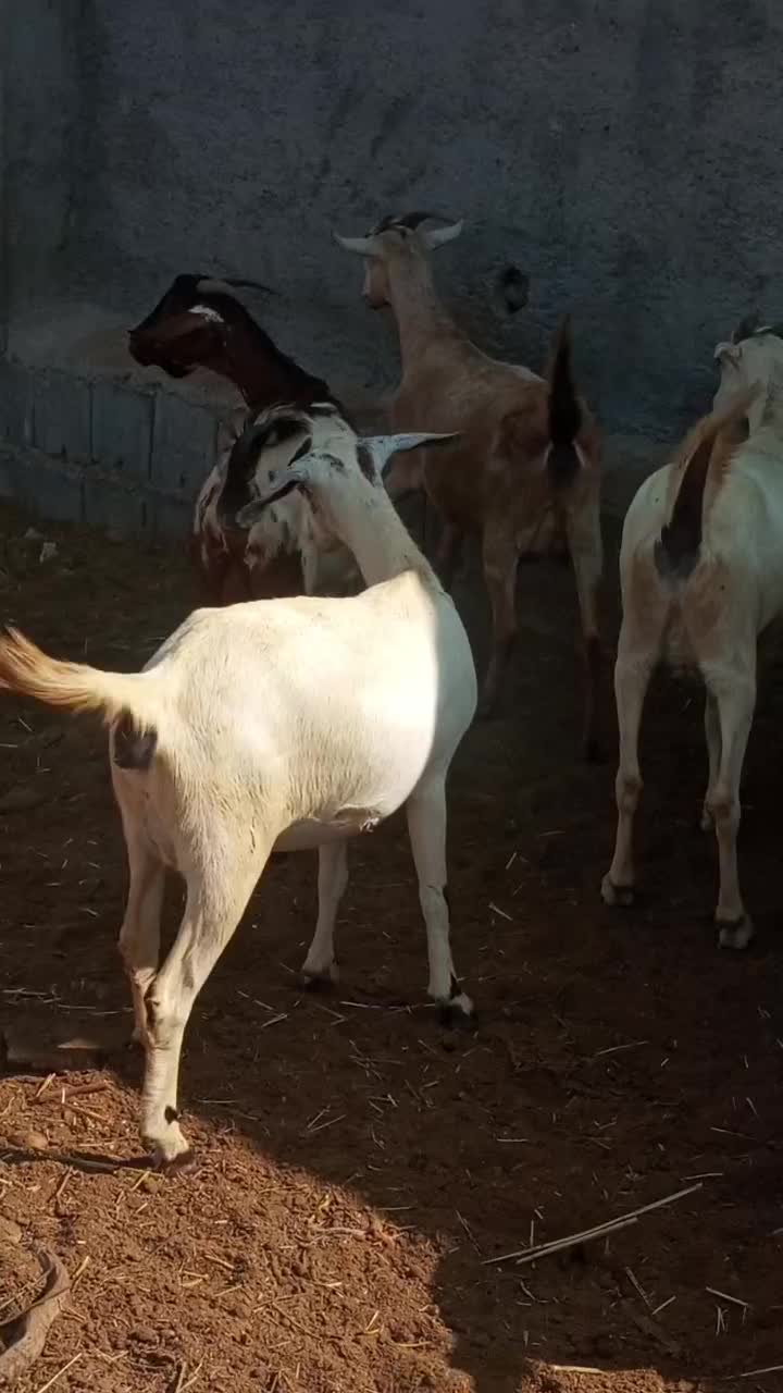 بز کهردار وبز ابسن نزدیک در جم|حیوانات مزرعه|جم, |دیوار