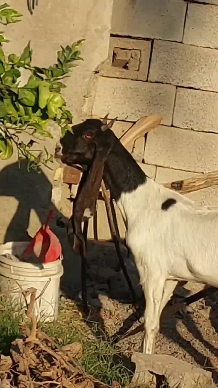 گیسه پتیری اصل|حیوانات مزرعه|جیرفت, |دیوار