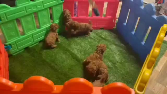 پودل توی|سگ|تهران, شهرک آزمایش|دیوار