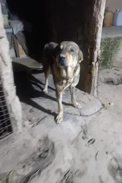 مادهپژدر|سگ|فاضل آباد, |دیوار