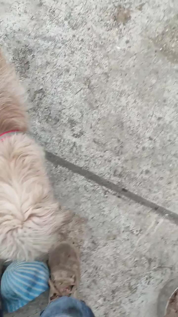 سگ تریر معاوضه با سهره|سگ|ماهدشت, |دیوار