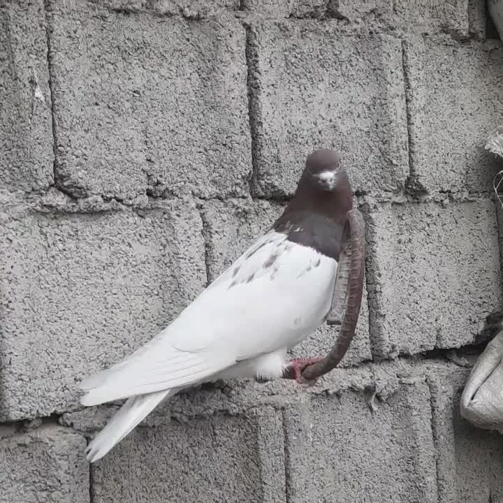 سپع نر و کلفه ماده گرفتنی،|پرنده|ویلکیج, |دیوار