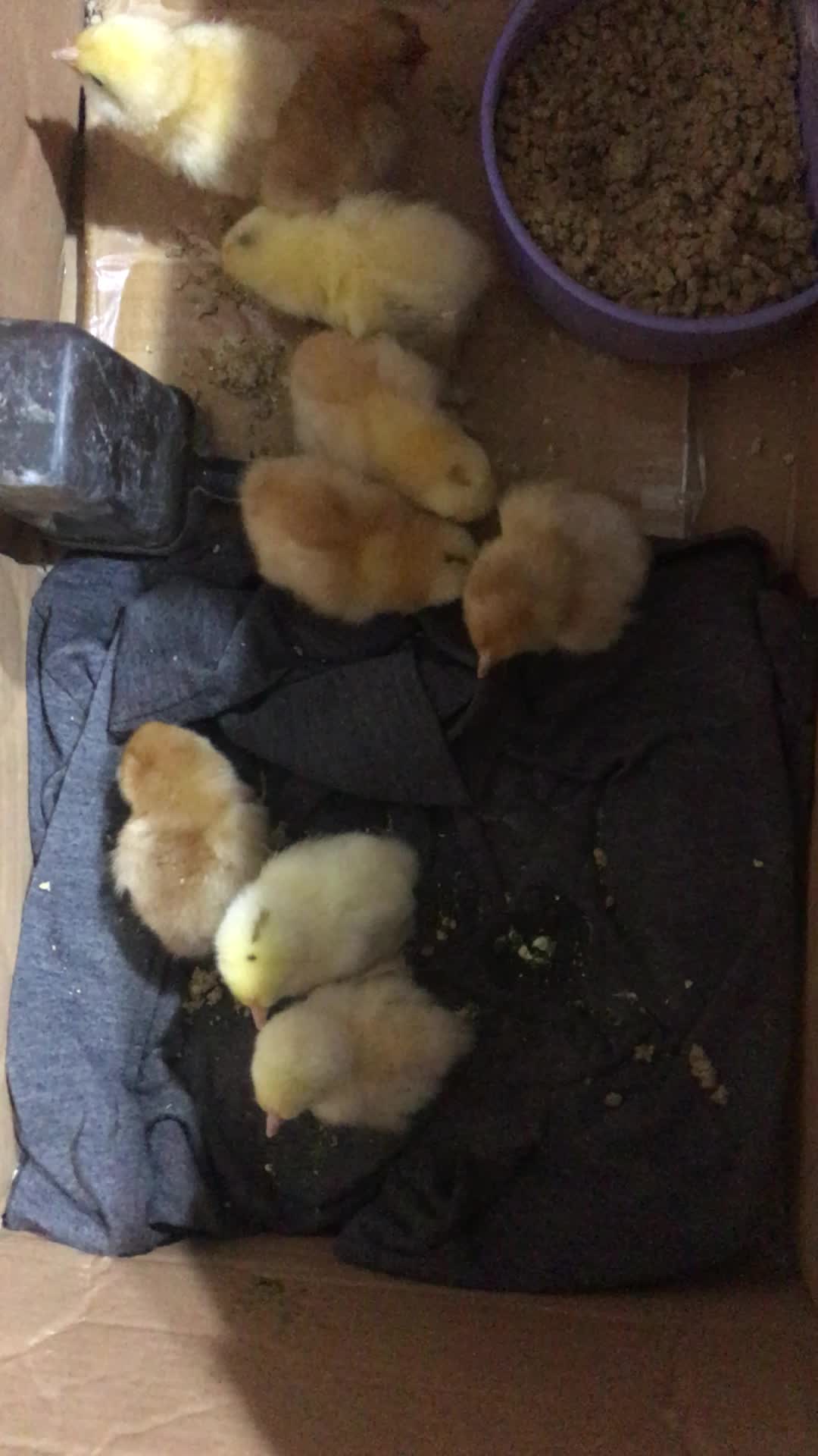 مرغ و خروس ، نیمچه و جوجه|حیوانات مزرعه|تهران, مولوی|دیوار