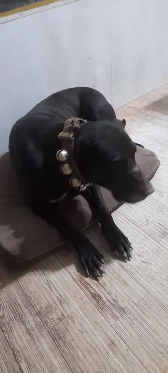 سگ سرابی ماده|سگ|مشهد, شترک|دیوار