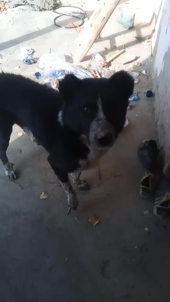 یک عدد سگ نر قدر جونی|سگ|قم, شهرک امام حسن|دیوار