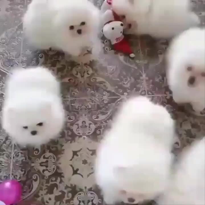 دنیای توله پامر خرسی پامرانین خرسی|سگ|تهران, شهرک غرب|دیوار