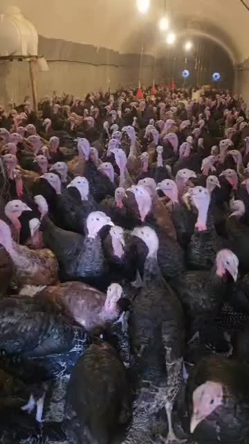 جوجه بوقلمون عمده|حیوانات مزرعه|بوکان, |دیوار